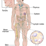 Immunity बढ़ाने के उपाय (Natural Ways to Boost Immunity)