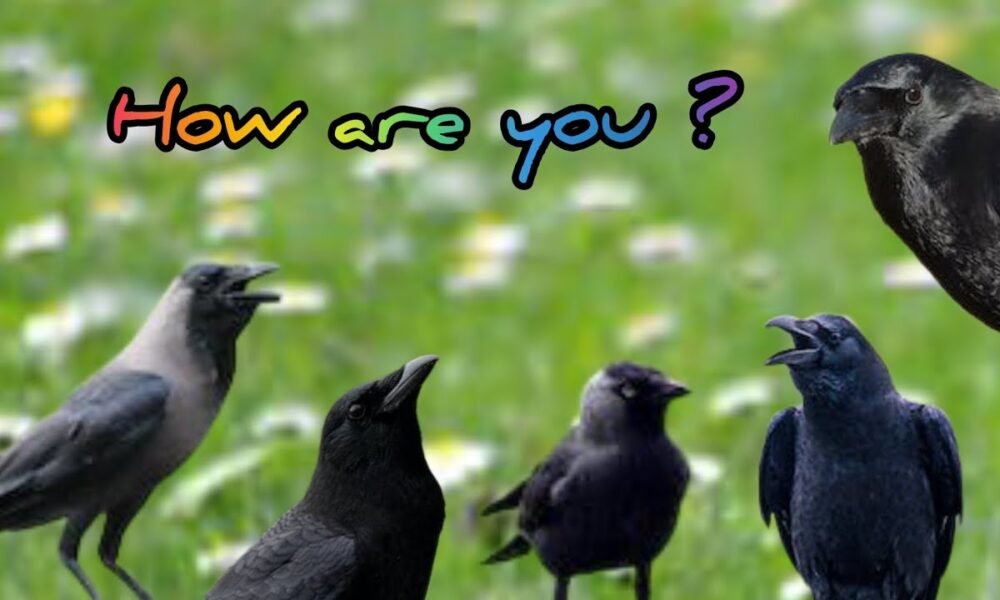 Talking Crow in India 2025