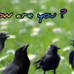 Talking Crow in India 2025