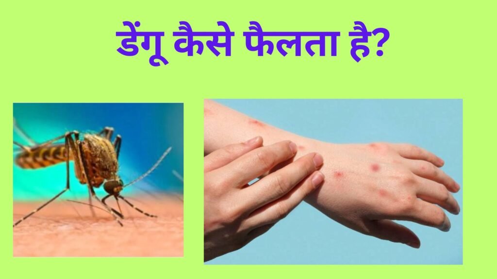 डेंगू कैसे फैलता है?

