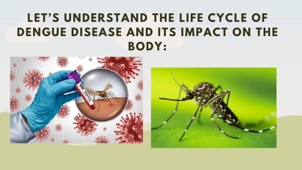 Let’s Understand the Life Cycle of Dengue Disease and Its Impact on the Body: