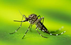 How to Reduce Dengue Fever Quickly? 