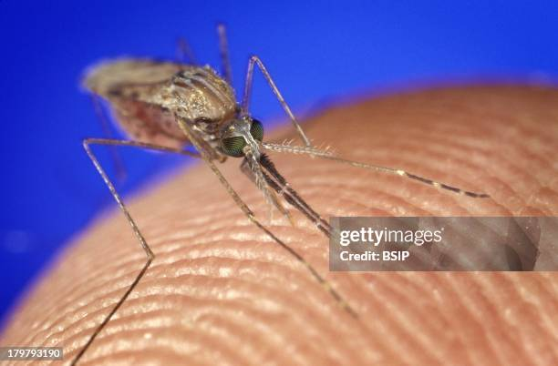How Malaria Spreads