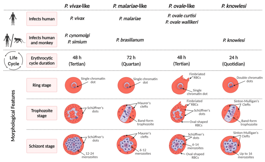 How Malaria Spreads