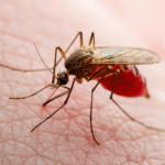 Understanding the Symptoms of Malaria: