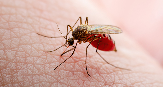 Understanding the Symptoms of Malaria: