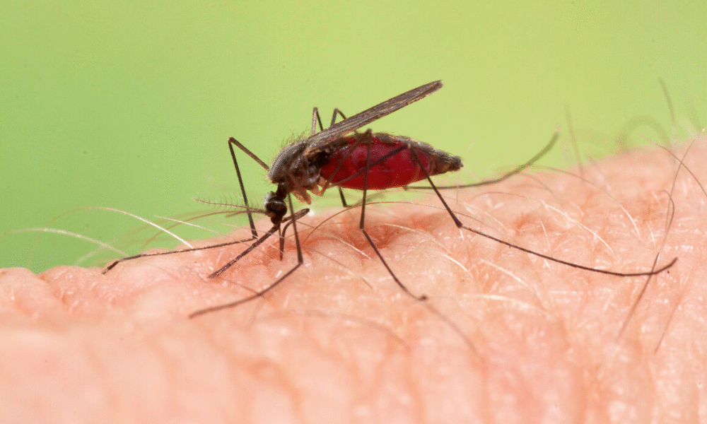 Malaria Mosquito: Everything You Need to Know