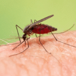 Malaria Mosquito: Everything You Need to Know