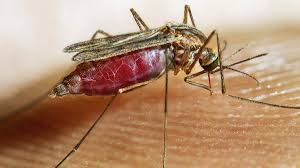 Characteristics of the Female Anopheles Mosquito