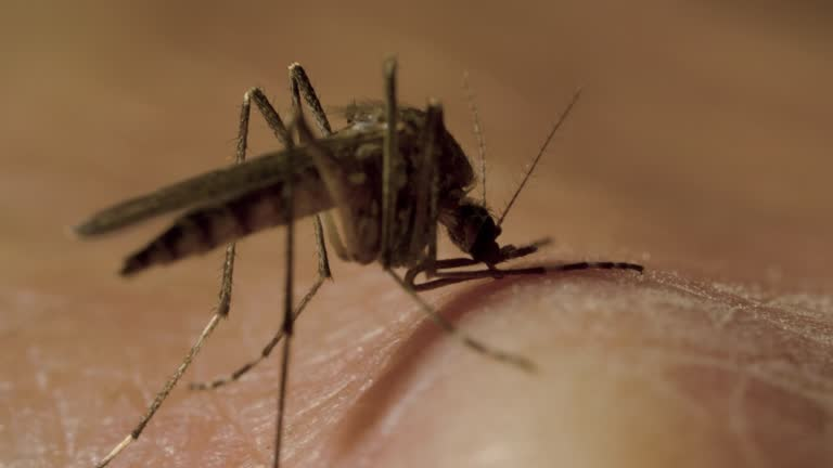 Overview of 🦟Anopheles Mosquito Genus