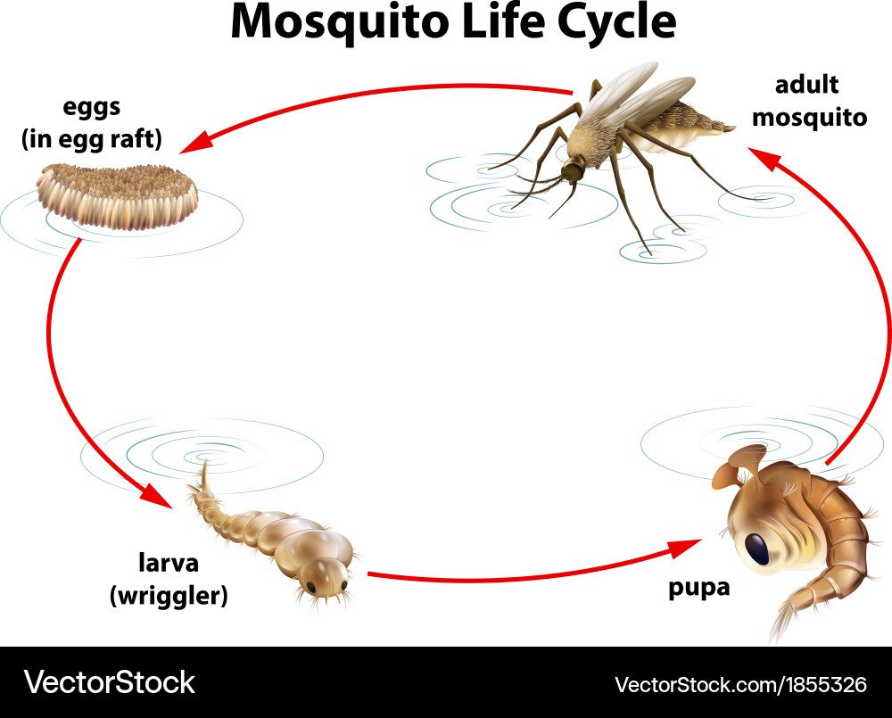 Life Cycle