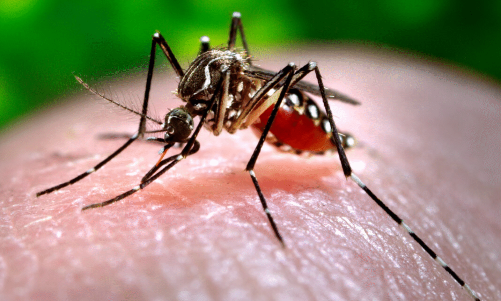 Characteristics of the Female Anopheles Mosquito : A Comprehensive Guide