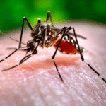 Characteristics of the Female Anopheles Mosquito : A Comprehensive Guide