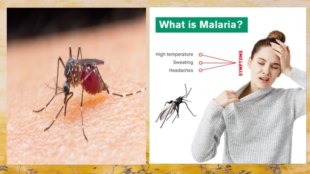 What is Malaria Fever?