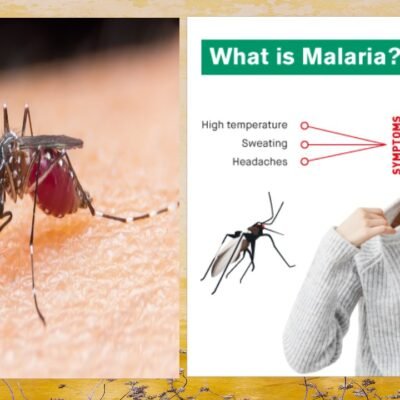 What is Malaria Fever?